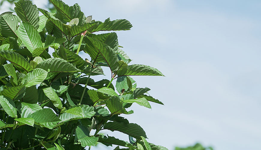 Kratom selber anbauen