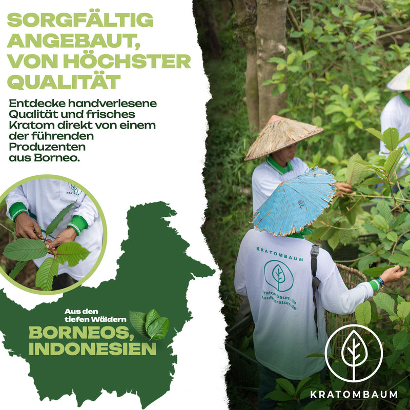 Ventura Wild Tree Kratom