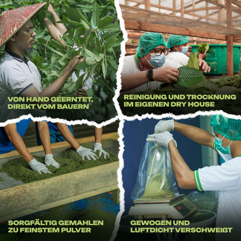 Ventura Wild Tree Kratom