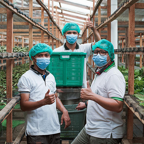 Kratom kaufen aus Borneo - das Leben der Farmer