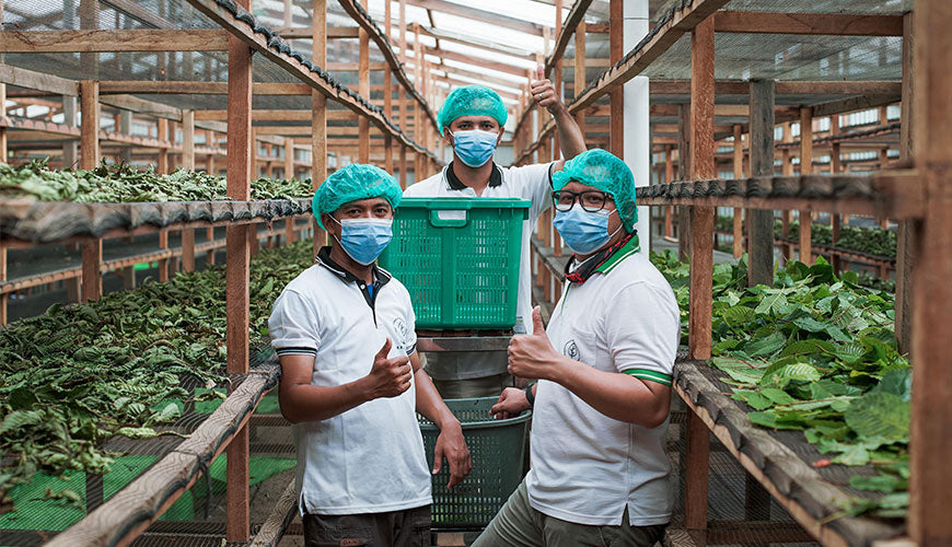 Kratom kaufen aus Borneo - das Leben der Farmer