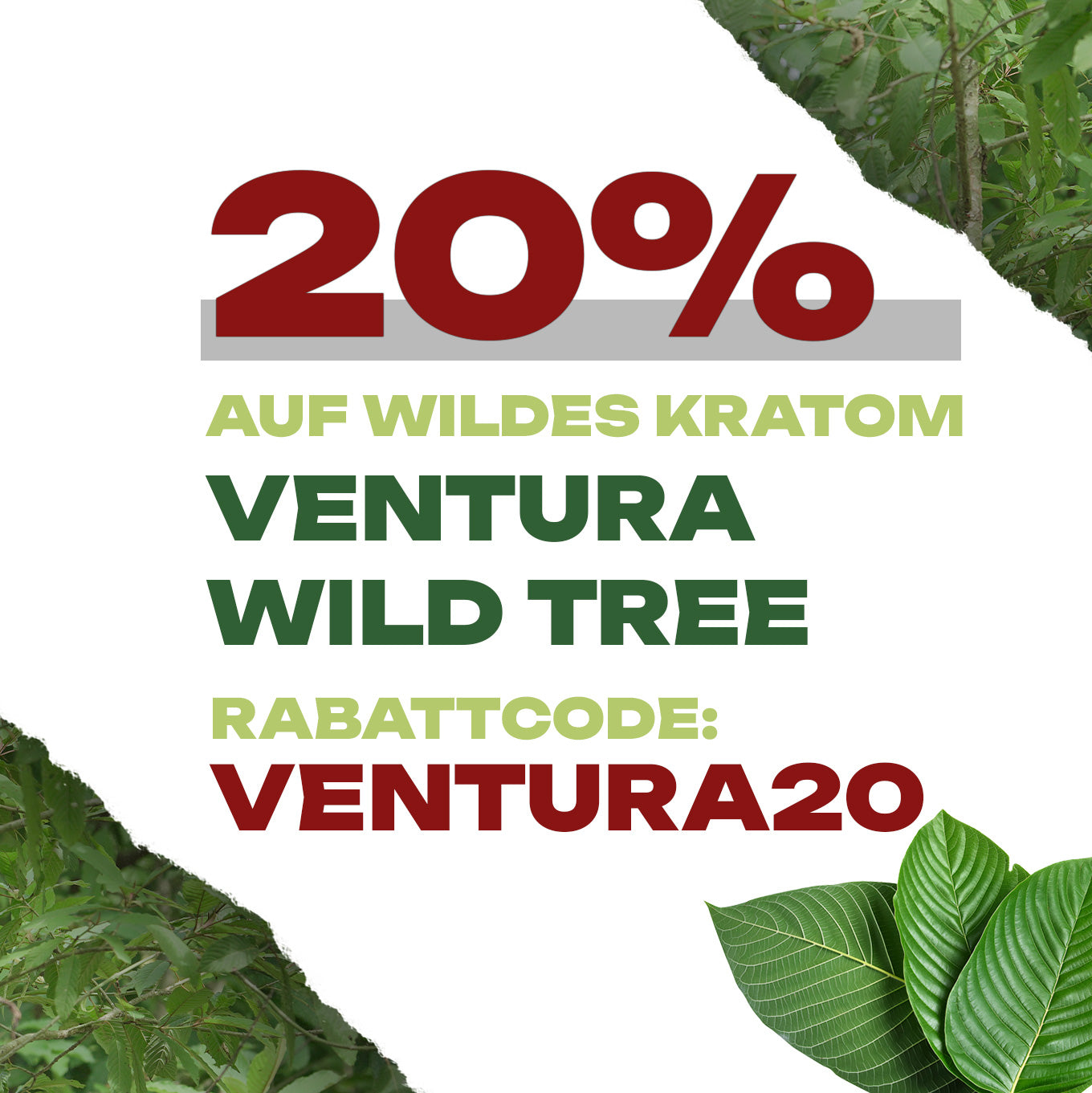 Juni-Aktion: 20% auf wildes Kratom - Ventura Wild Trees*