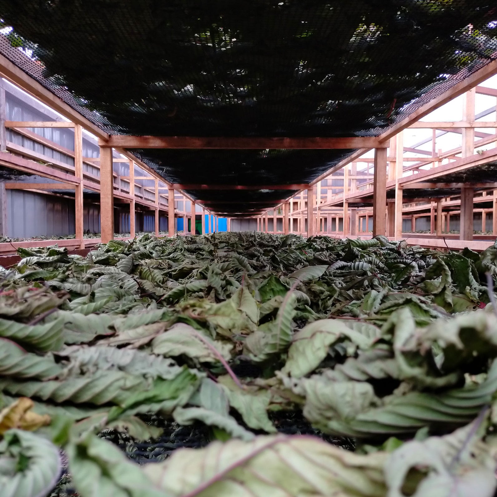 Kratom bestellen in Deutschland